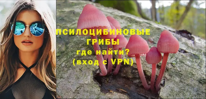 Псилоцибиновые грибы Psilocybe  где купить наркоту  Ярославль 